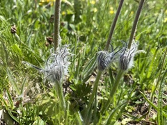 Pulsatilla vernalis