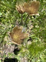 Pulsatilla vernalis