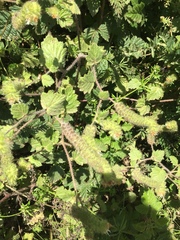 Phacelia malvifolia