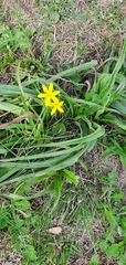 Hypoxis villosa
