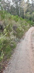 Struthiola hirsuta