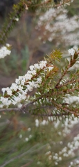 Struthiola hirsuta