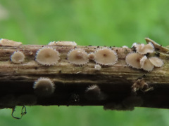 Trichopeziza