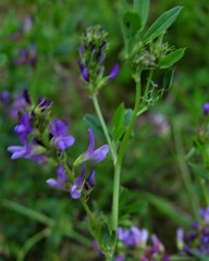 Medicago sativa sativa