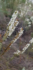 Struthiola hirsuta
