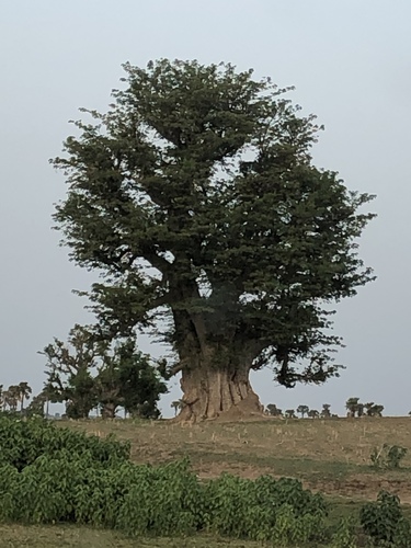 African baobab