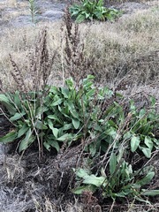 Rumex brownii