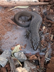 Egernia napoleonis