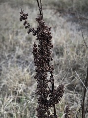 Rumex brownii