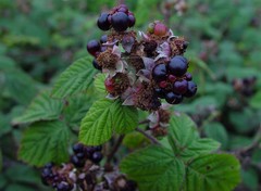 Rubus tuberculatus