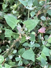 Chenopodium trigonon