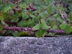 Rubus tuberculatus