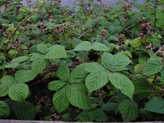 Rubus tuberculatus