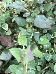 Chenopodium trigonon