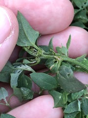 Chenopodium trigonon