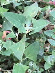 Chenopodium trigonon