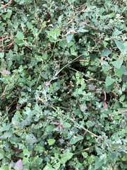 Chenopodium trigonon