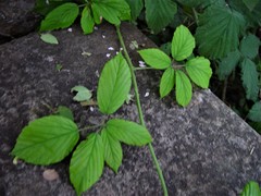 Rubus criniger