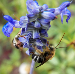 Melissodes comptoides