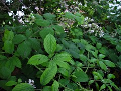 Rubus criniger