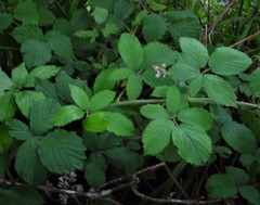 Rubus criniger