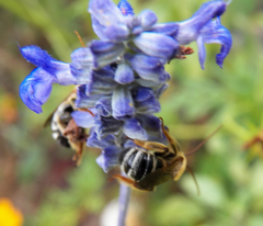 Melissodes comptoides