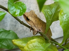 Polypedates megacephalus