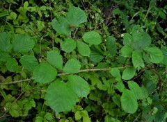 Rubus errabundus