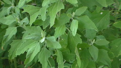 Chenopodium album