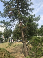 Pinus
