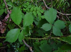 Rubus dentatifolius