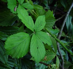 Rubus dentatifolius