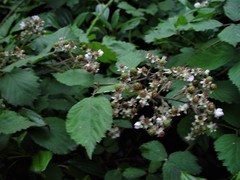 Rubus dentatifolius