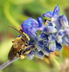 Melissodes comptoides