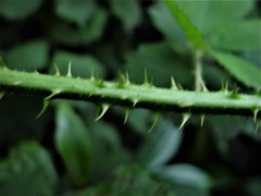 Rubus dentatifolius