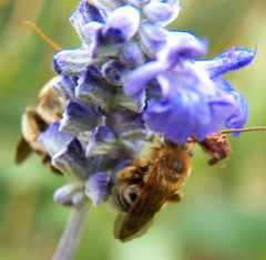 Melissodes comptoides