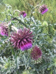 Carduus nutans