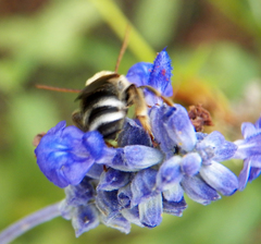 Melissodes comptoides