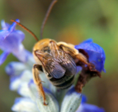 Melissodes comptoides