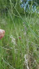 Crioceris duodecimpunctata