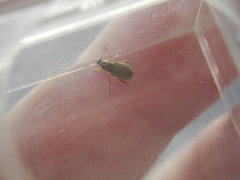 Cyphicerini