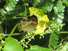 Junonia elgiva