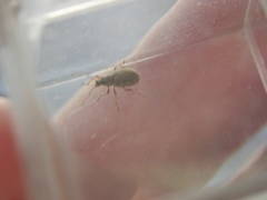 Cyphicerini