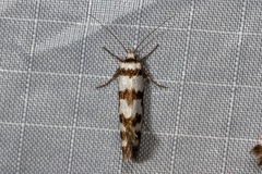 Philobota impletella