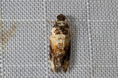 Asthenoptycha iriodes