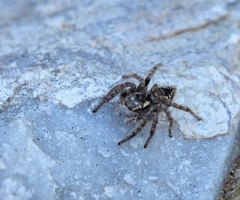 Philaeus chrysops