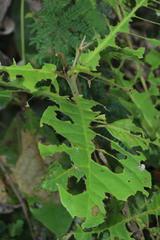 Angiospermae