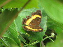 Junonia elgiva