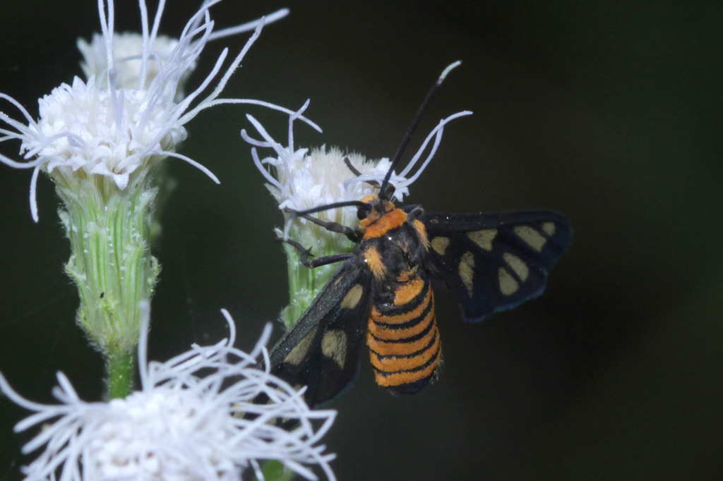 Hübner's Wasp Moth