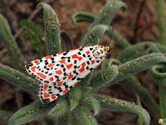 Utetheisa pulchella